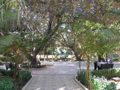 viale con alberi secolari