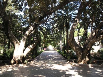 viale con alberi secolari